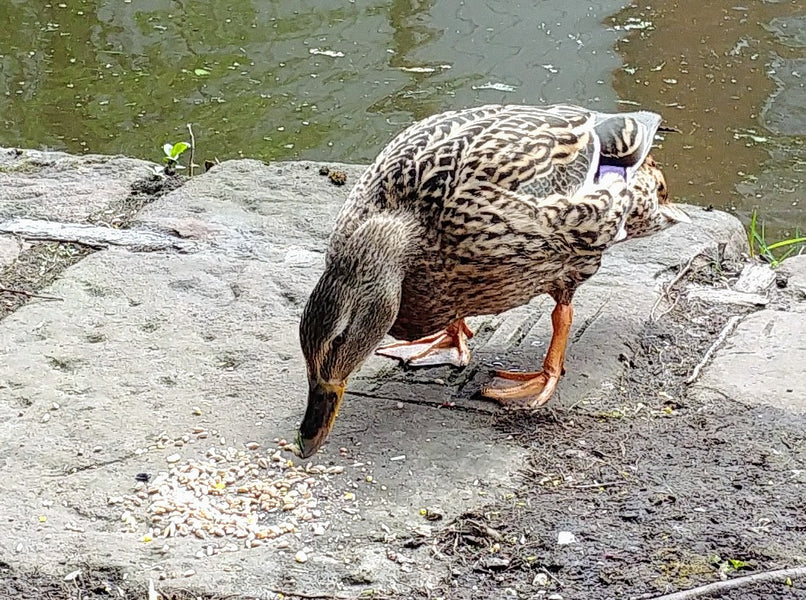 Ducklings have arrived at our canal side workshop