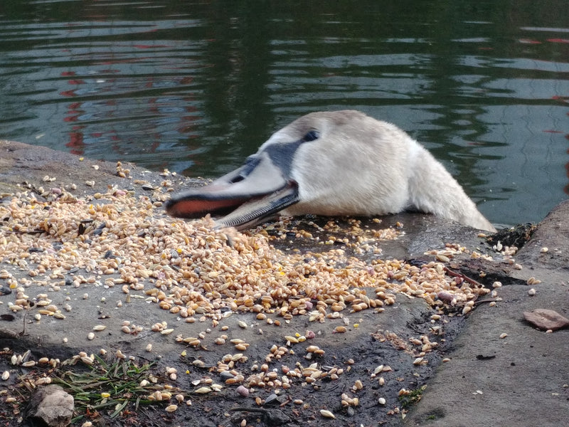 Swans arrive at Sheffarc